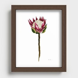 King Protea Stem watercolor on White Recessed Framed Print