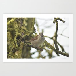 Bird Art Print