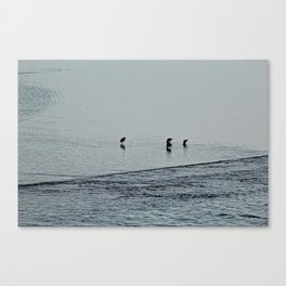 Sandpipers Turnstones at the Beach Coastal Birds Sea Shore Canvas Print