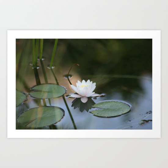 Water Lily 2 Art Print