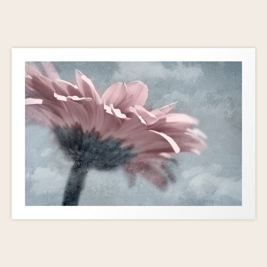 WINTER GERBERA Art Print