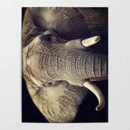 Elephant portrait Poster