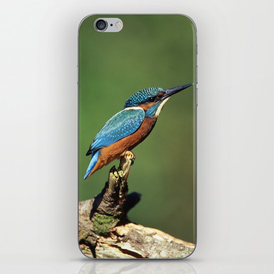MALE KINGFISHER PORTRAIT MODE iPhone & iPod Skin