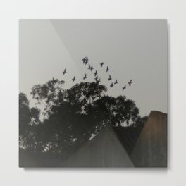 Nightfall flight Metal Print | Rooftops, Sunset, Flock, Gumtrees, Nightfall, Flying, Nature, Trees, Photo, Birdsinflight 