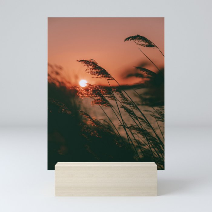 Sunset reeds Mini Art Print