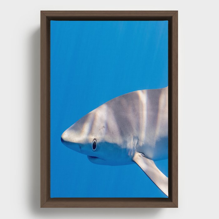 White Whale in a Blue Sea Framed Canvas