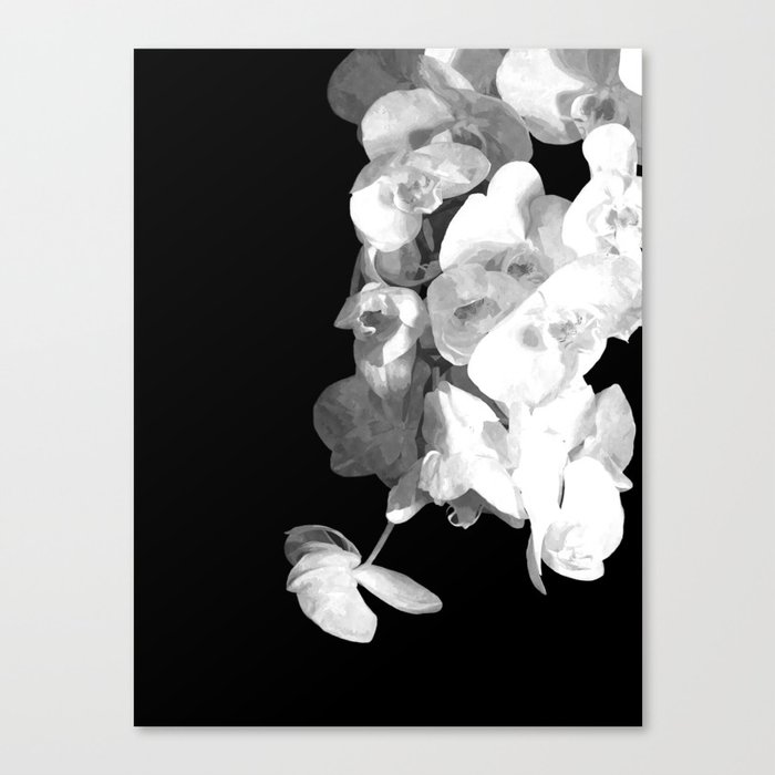White Orchids Black Background Canvas Print