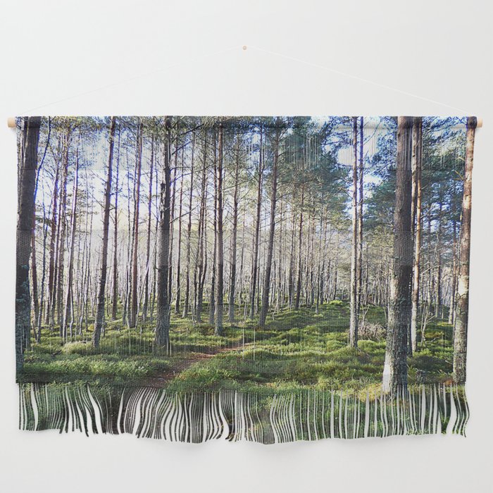 Sunlight Through a Scottish Birch and Pine Forest in Afterglow Wall Hanging