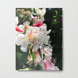 Rhododendron garden Metal Print | Garden, Hdr, Flower, Stanelypark, Rhododendrons, White, Blooms, Color, Vancouver, Pink 