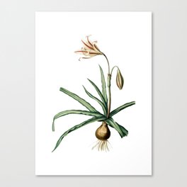 Vintage Amaryllis Broussonetii Botanical Illustration on Pure White Canvas Print