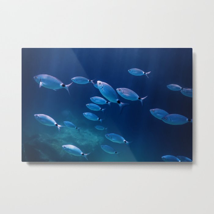 Fish School Underwater. Fishes underwater background. Metal Print