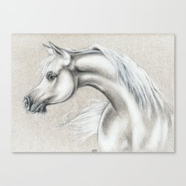 Arabian Horse Canvas Print