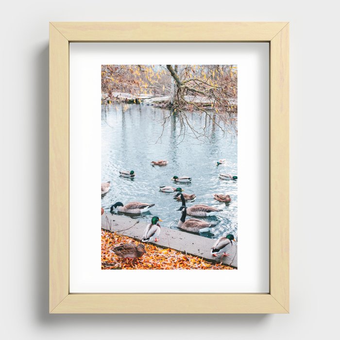 Autumn in the park with swimming birds. Recessed Framed Print