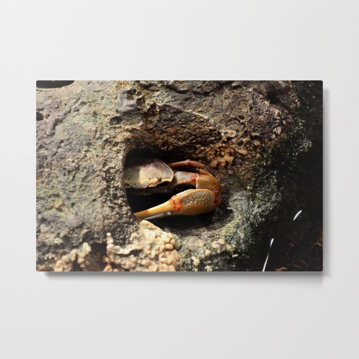 Why So Crabby? Metal Print
