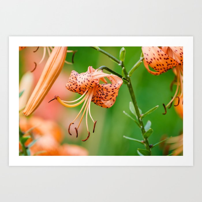 Amongst the Tiger Lilies Photograph Art Print