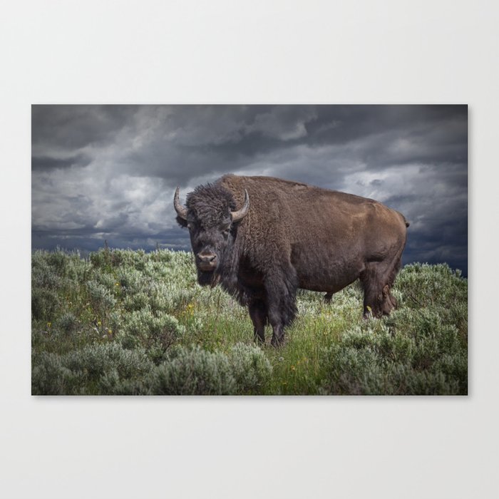 American Buffalo Bison in Yellowstone National Park Canvas Print