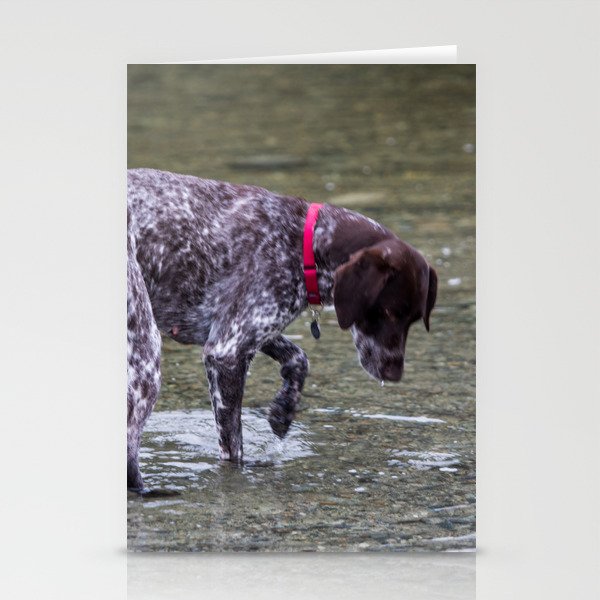 German shorthaired hotsell pointer store