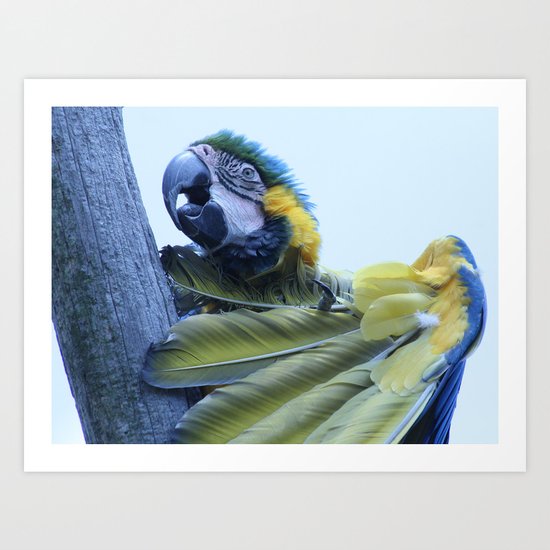 Macaw Art Print