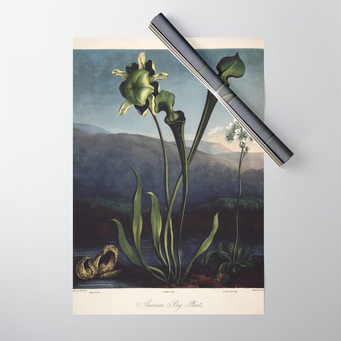 Robert Thornton - Carnivorous pitcher plant Wrapping Paper