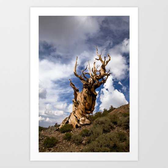 Ancient Bristlecone Pine Art Print