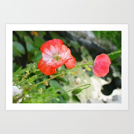 Sping Poppys Art Print
