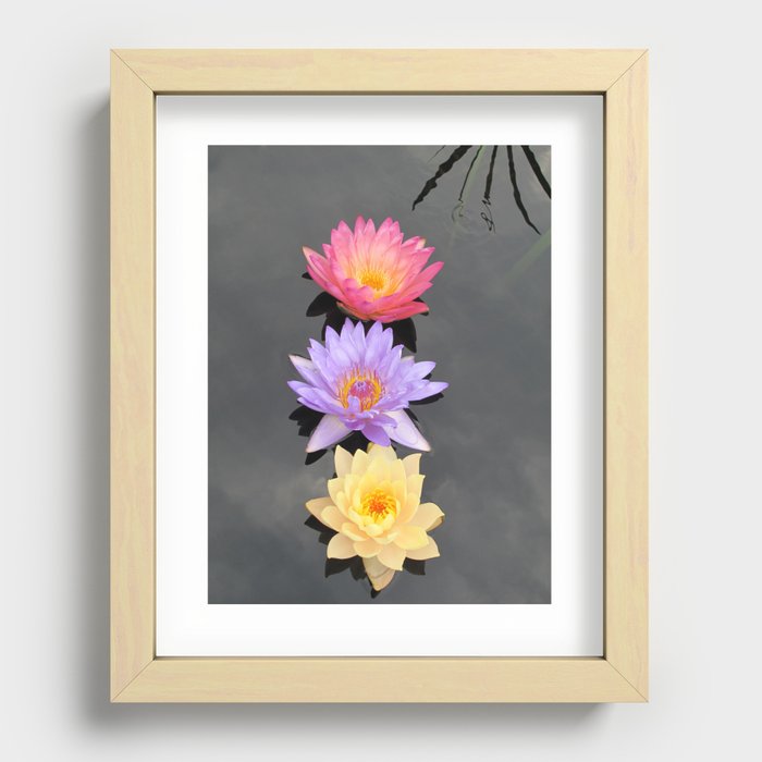 Three Lotuses Recessed Framed Print