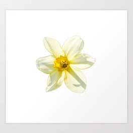 Narcissus December Flower Art Print