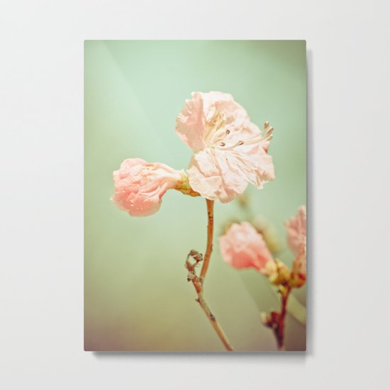 Aprils' Pink blossom Metal Print