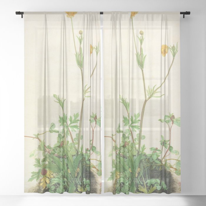 Sheer Curtain