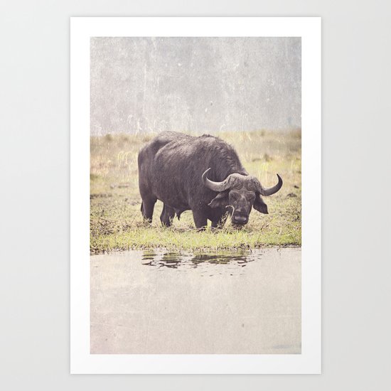 Buffalo from Botswana Art Print