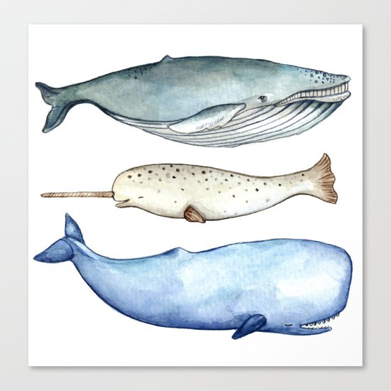 S'whale Canvas Print