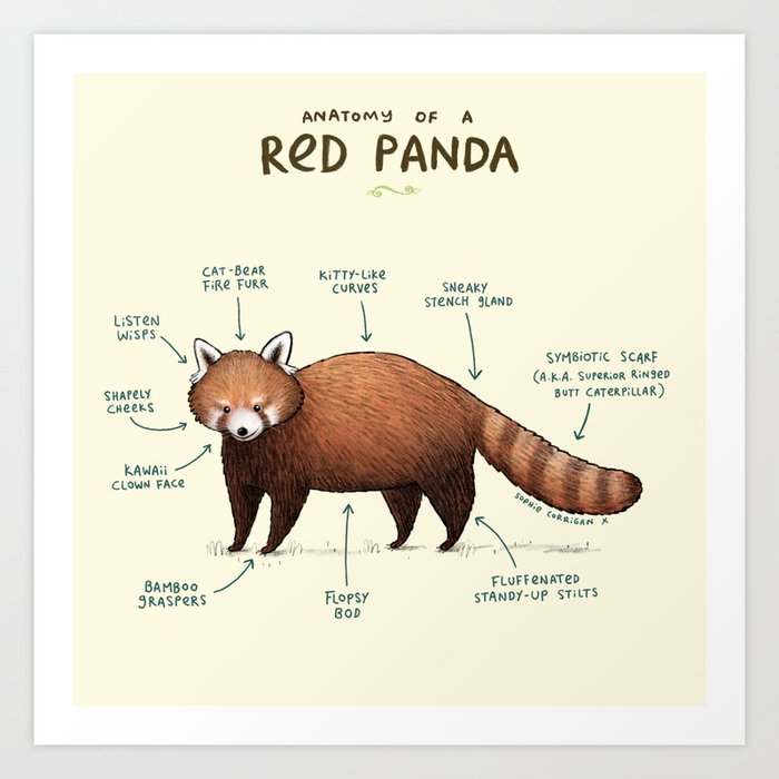 Anatomy of a Red Panda Art Print