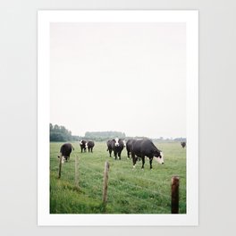 Dutch cows | Fine art nature photography print Holland Art Print