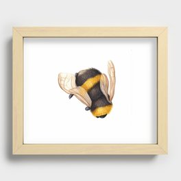 Buff-tailed Bumblebee Recessed Framed Print