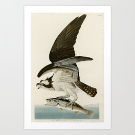 Osprey - John James Audubon's Birds of America Print Art Print