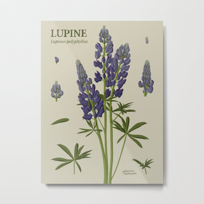 Botanical Lupine Metal Print