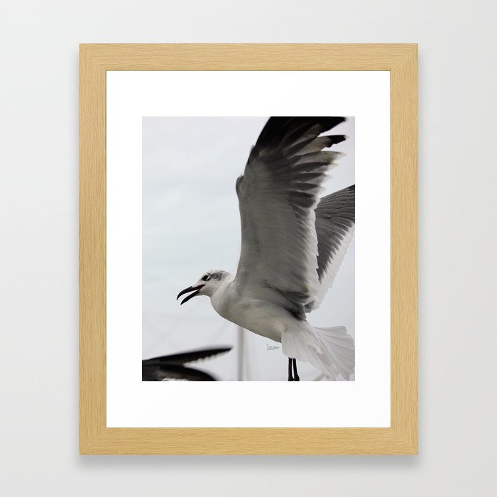 flying bird  Framed Art Print