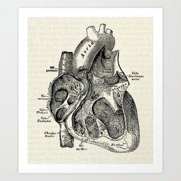 Vintage Anatomy Heart Medical Illustration Art Print