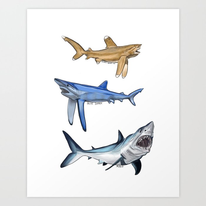 Mako Blue White Tip Sharks Art Print