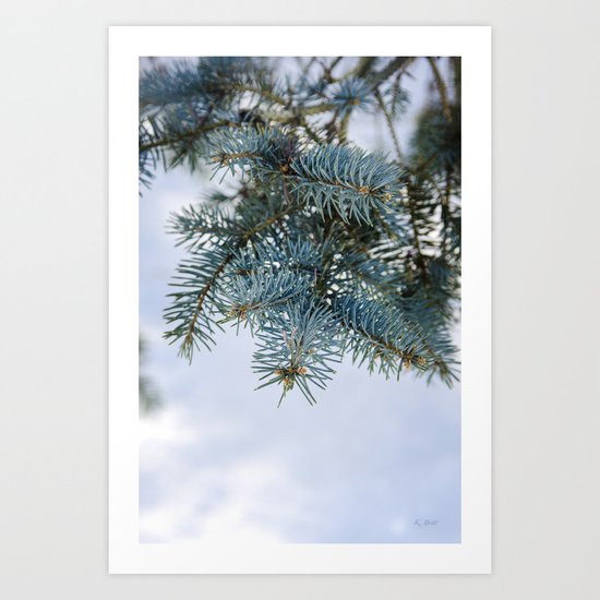 Blue Spruce Art Print