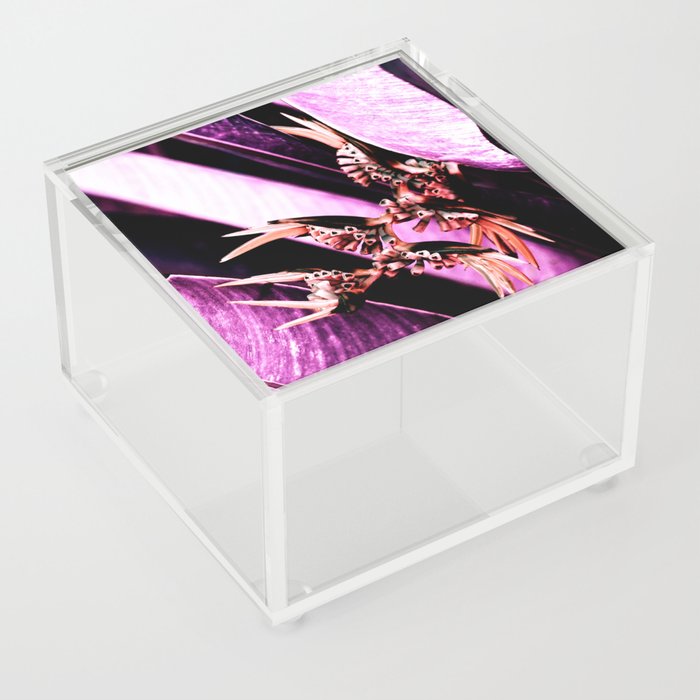 Infrared Helicon Flower In Pink Acrylic Box