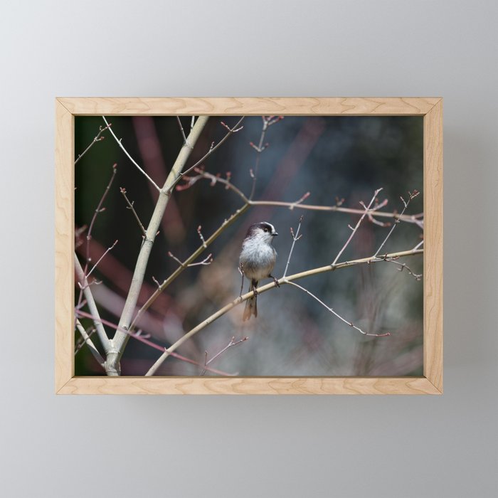 little friend on the branch Framed Mini Art Print
