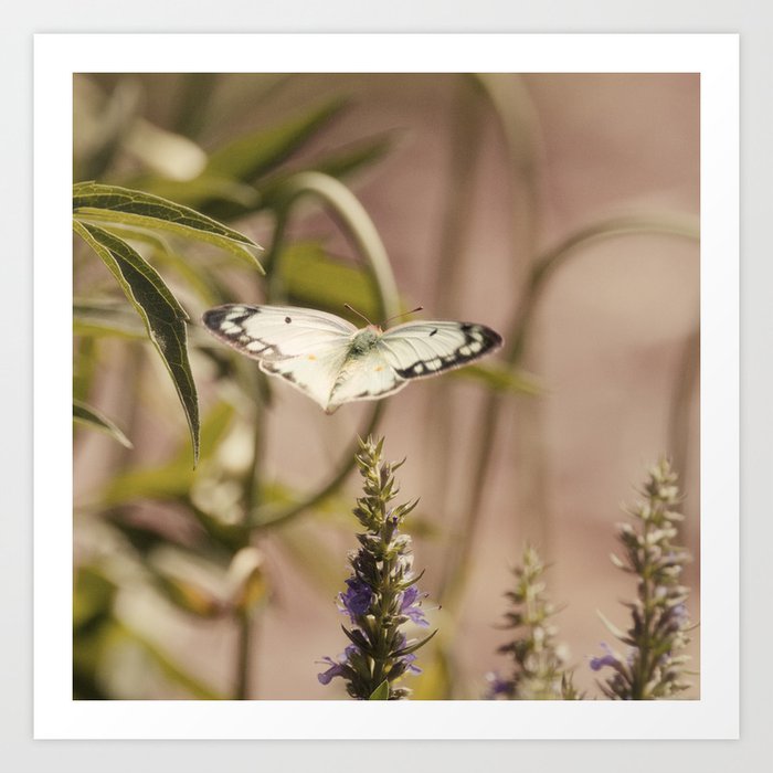 Cabbage Butterfly IV Art Print