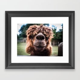 Curious Llama Framed Art Print