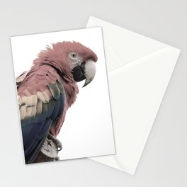 Red Parrot Stationery Card