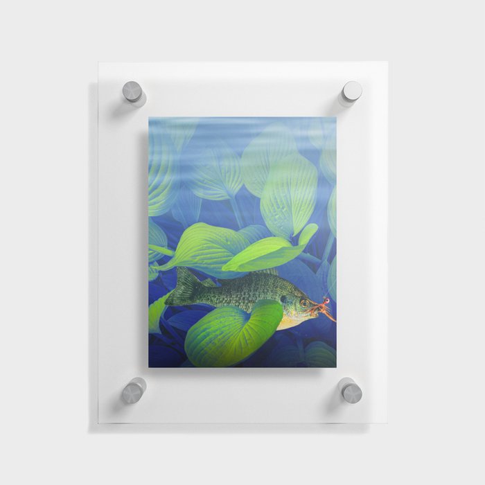Bluegill Sunfish hooked with a jig lure underwater among green foliage Floating Acrylic Print