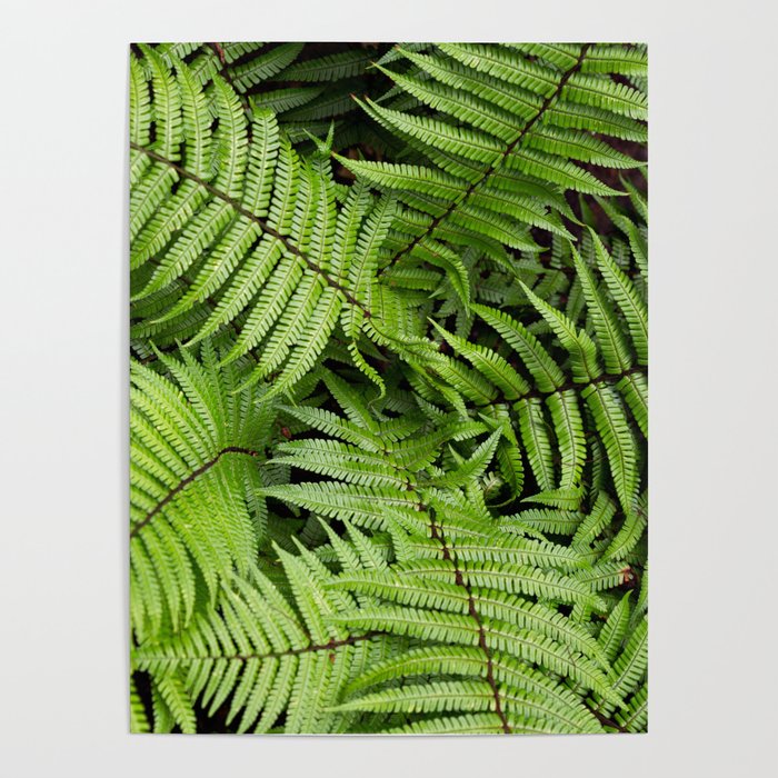 Wood Fern in a Pacific Northwest Washington Forest Poster