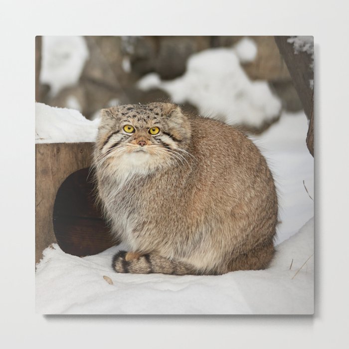 Pallas's Cat Aysha Metal Print