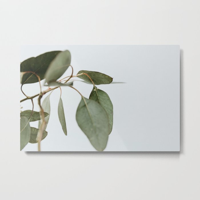 Seeded Eucalyptus | 1 Metal Print