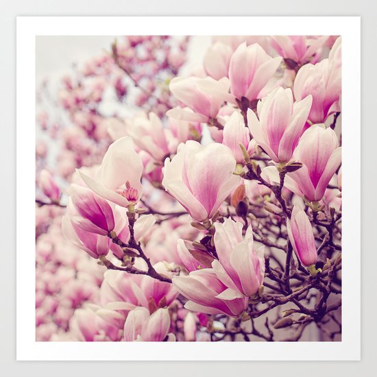 Magnolia Art Print